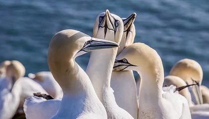 九游娱乐(jiuyou)官方网站-米尔沃尔高位逼抢见效，狮子军团期待保级，米尔沃尔球衣