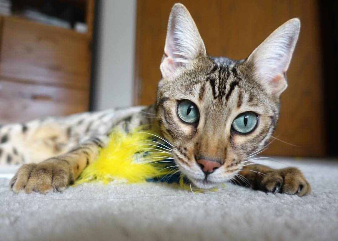 明星嘉宾助阵,为比赛增添亮色,明星助阵宣传文案