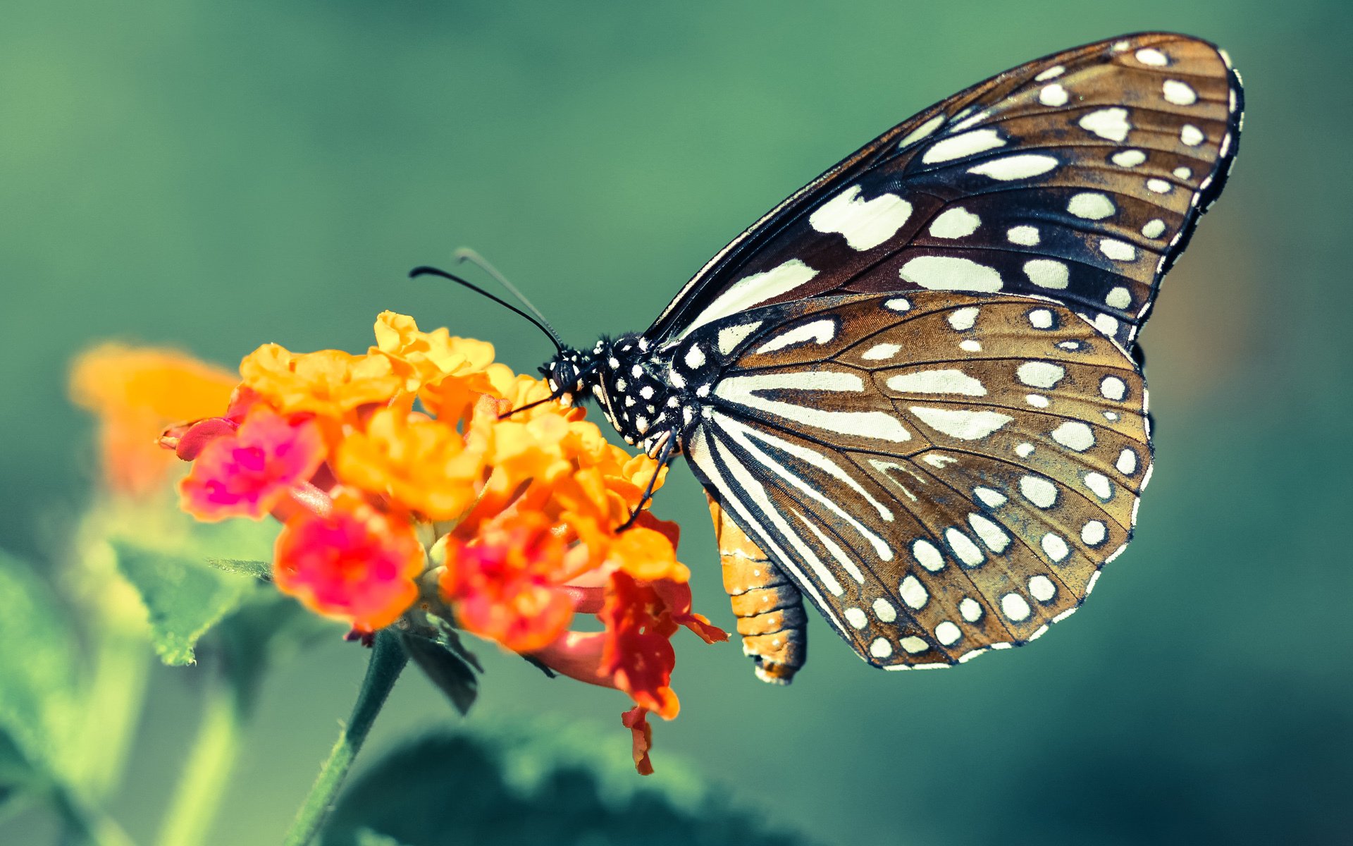 九游登录入口-曼城凭借杰出的防守战胜切尔西，曼城vs切尔西谁是主场