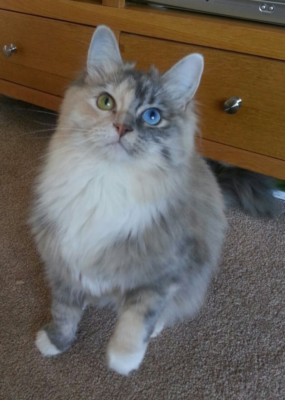 九游网游官网-欧洲足球的顶级盛宴：欧冠的光辉岁月，欧洲杯足球冠军排名