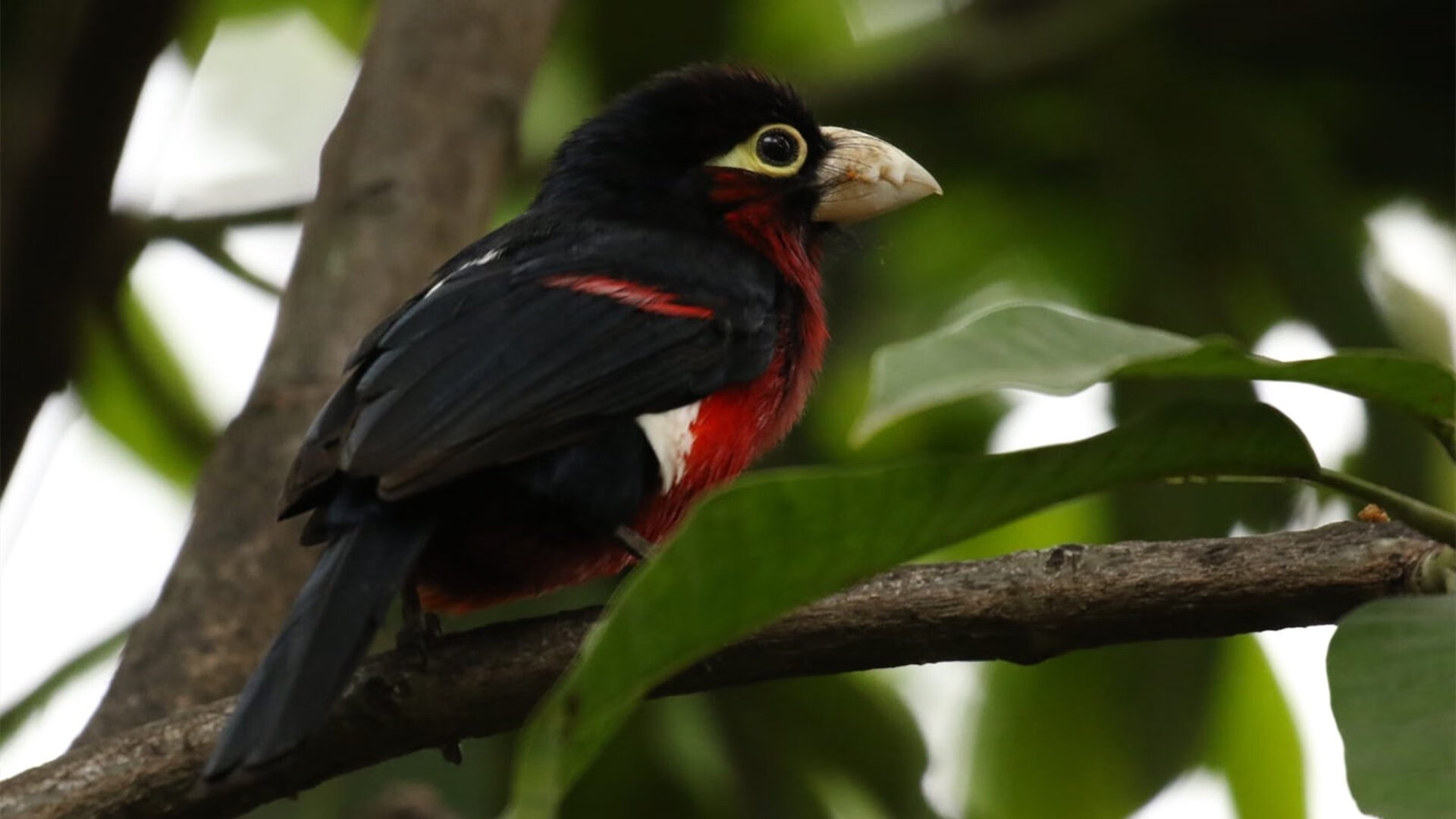 特色篮球品牌在国内外市场持续发力,提升国家体育影响力,国内知名篮球品牌