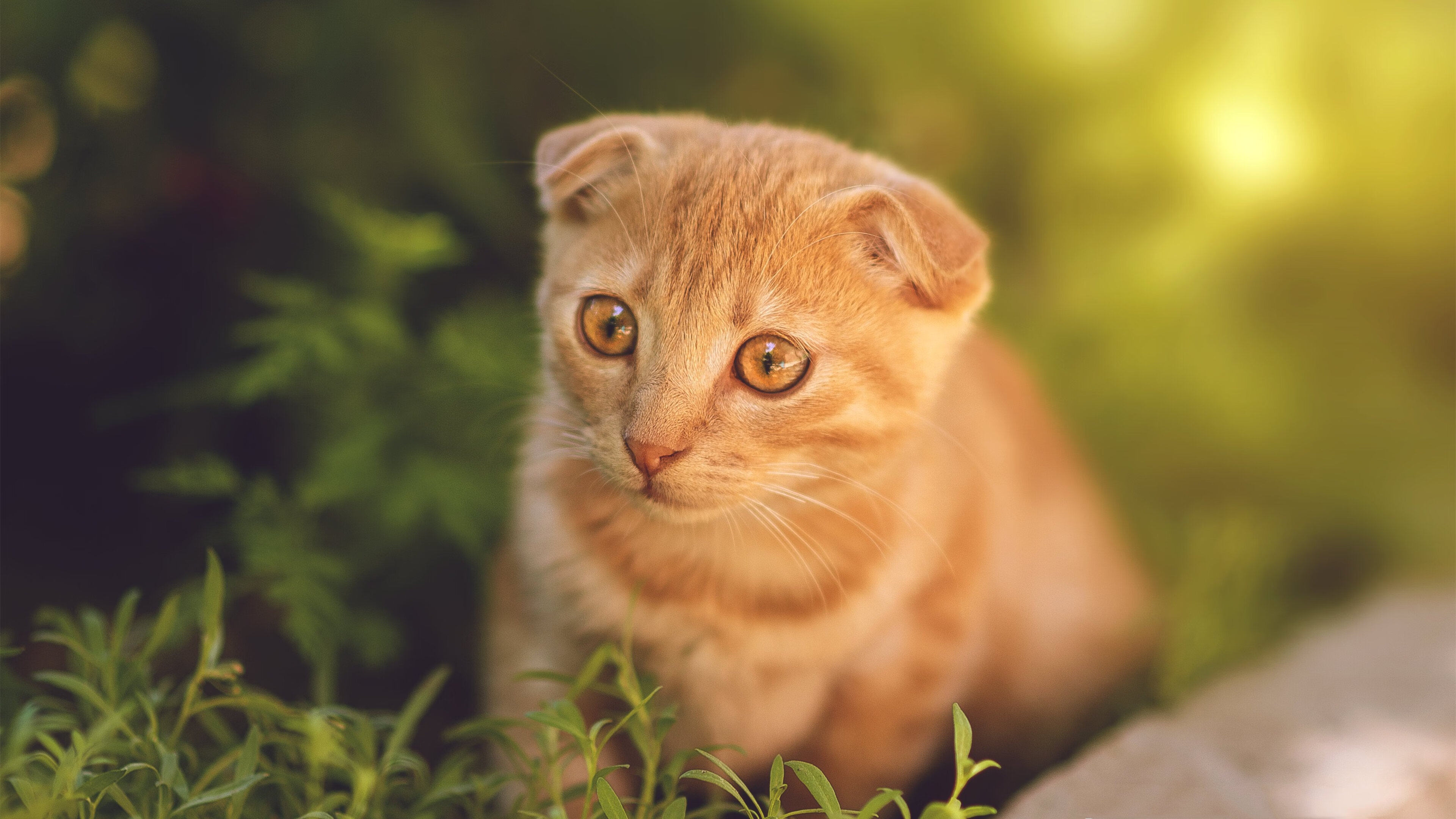 西甲焦点:巴萨4-2战胜巴伦西亚,莱万梅开二度,西甲巴萨4-0大胜