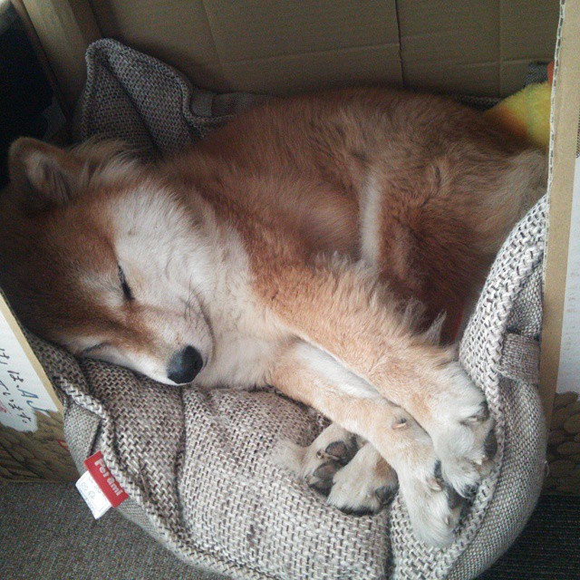 鹈鹕锋线双子星合力,成功击退强敌,鹈鹕双塔是谁