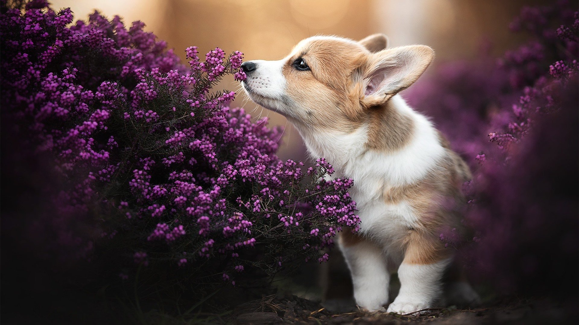 WTT新加坡站女单决赛,陈梦横扫对手轻松夺冠,新加坡女单乒乓球